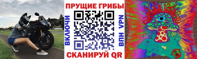 Псилоцибиновые грибы Cubensis  даркнет сайт  Асино 